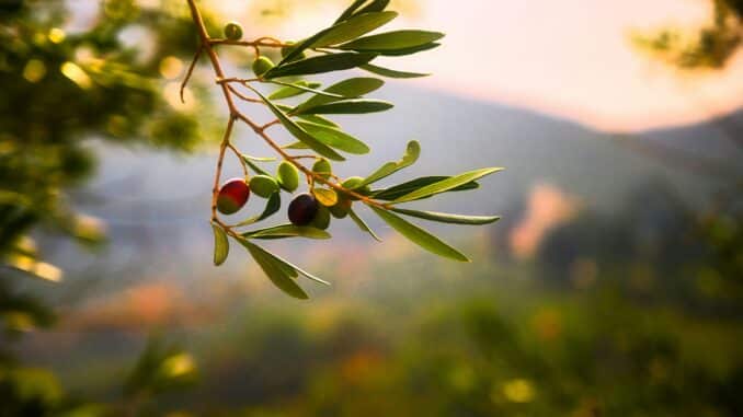 Olivenöl gegen Schuppen
