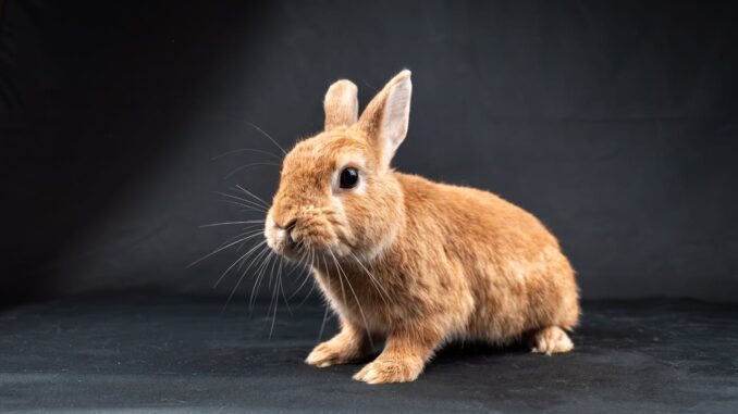 Namen für einen Hasen
