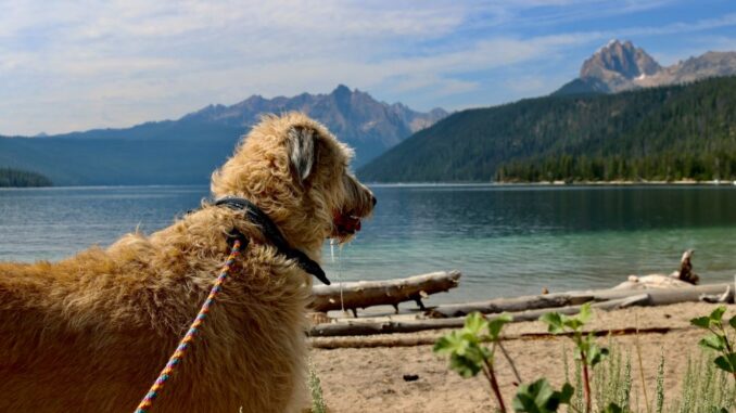 See Urlaub mit Hund - alles, was Sie wissen müssen