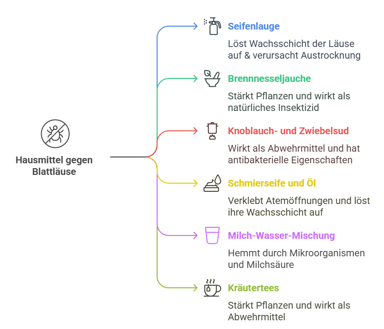 Die besten Hausmittel gegen Blattläuse - Grafik