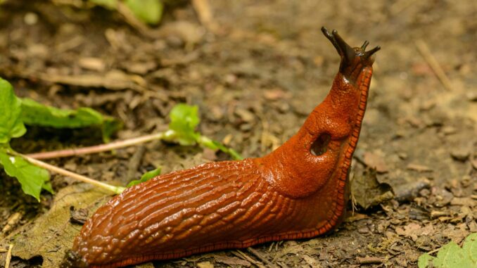 Geheimtipp gegen Schnecken