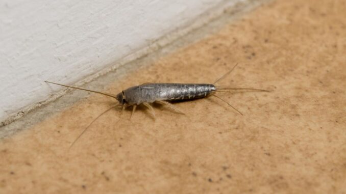 Silberfische bekämpfen - die besten Mittel