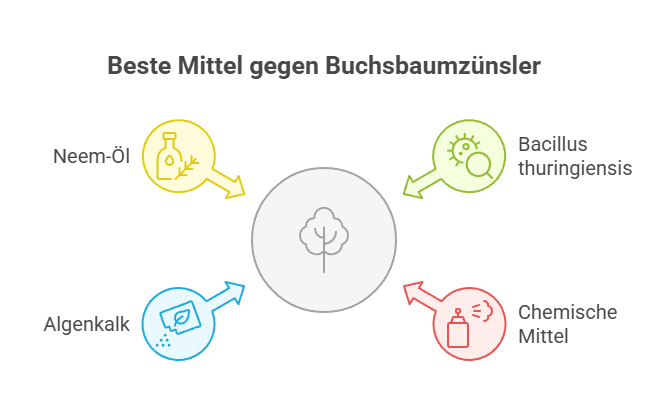 Bestes Mittel gegen Buchsbaumzünsler - Grafik