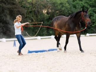 Elisabeth Proksch_Führungskräfteentwicklung mit Pferden